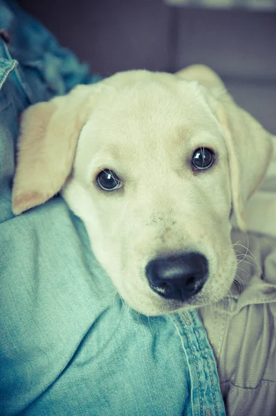 Filhote Cachorro Labrador Retriever Olhando Curioso Abraços — Fotografia de Stock