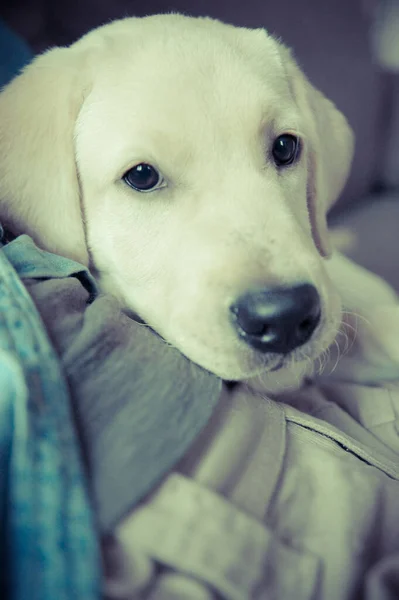 Bir Labrador Köpek Yavrusu Sarılmış Yatıyor — Stok fotoğraf