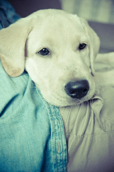 Bir Labrador Köpek Yavrusu Sarılırken Üzgün Görünüyor — Stok fotoğraf