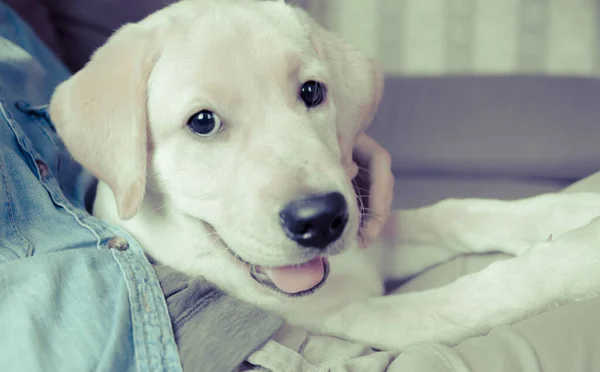 a labrador retriever puppy smiling cute in hugs