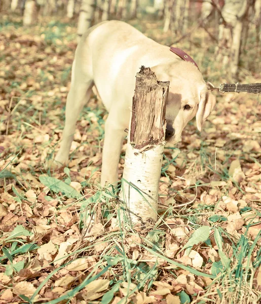 Bir Ağaç Kütüğünün Arkasına Saklanan Labrador Köpeği — Stok fotoğraf
