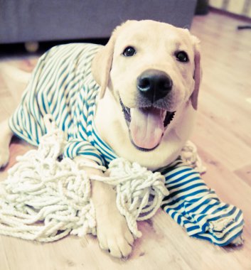 Çizgili denizci forması giymiş, ahşap bir zeminde gülümseyen sevimli bir Labrador av köpeği.