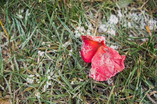 Rode Rozenblaadjes Groen Gras Vorst Ochtend Wintertuin — Stockfoto