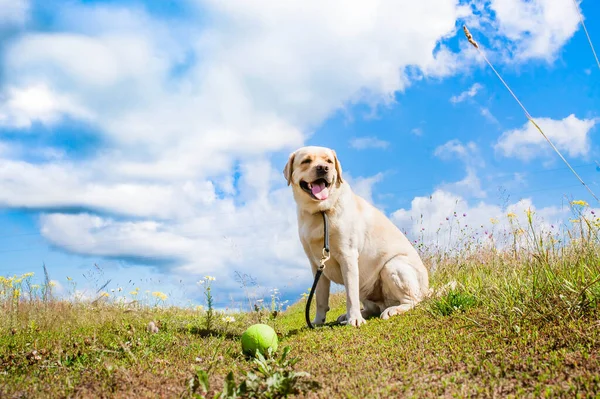 おもちゃで畑に座っているラブラドールの品種の犬 — ストック写真