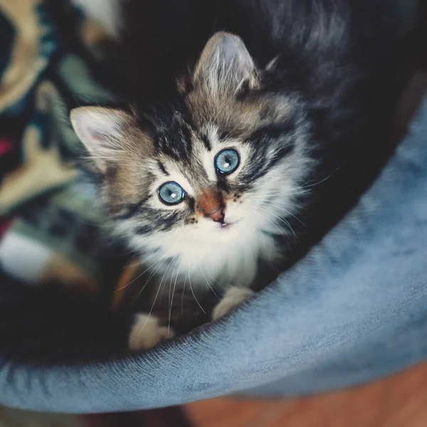 Lindo Gatito Siberiano Una Cama Gato Mirando Curiosamente — Foto de Stock