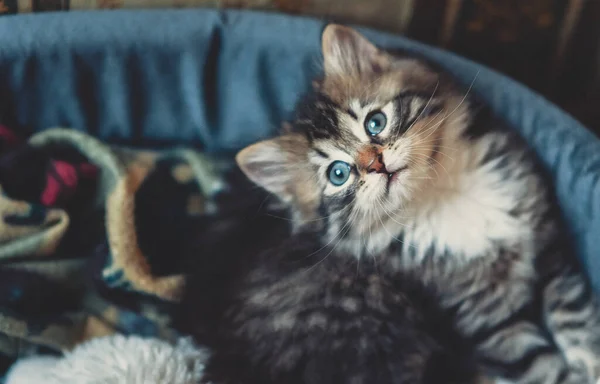 Lindo Gatito Siberiano Una Cama Gato Posando Elegantemente — Foto de Stock