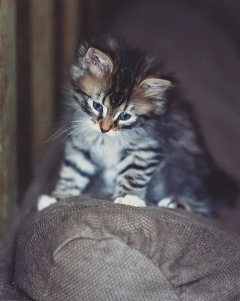 Lindo Gatito Siberiano Sentado Sofá Mirando Hacia Abajo — Foto de Stock