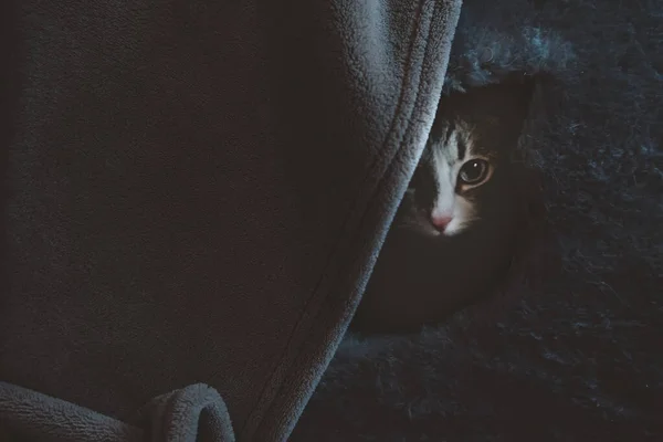 Siamská Kočka Schovává Tmě Svém Domě — Stock fotografie