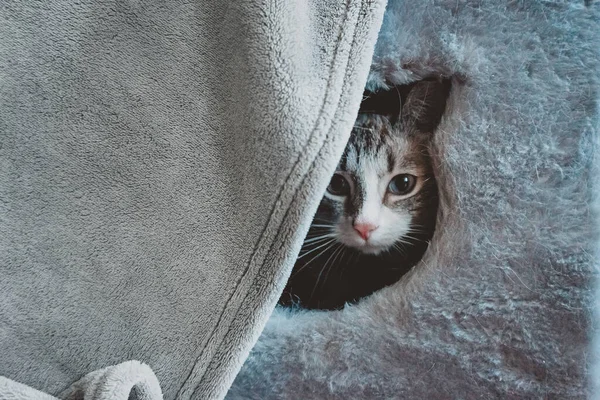 Gato Siamés Tiene Miedo Dejar Casa — Foto de Stock