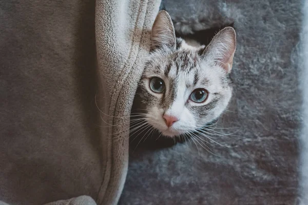 Bir Siyam Kedisinin Kafası Kedi Evinden Dışarı Çıkar — Stok fotoğraf