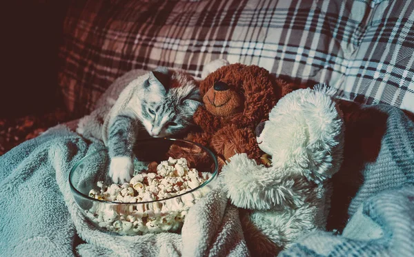 Cat Watching Movie Couch Reaching Popcorn — Stock Photo, Image