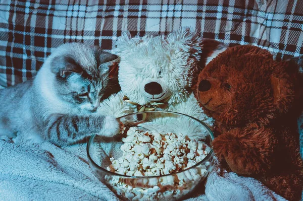 Cat and toy bears eat popcorn in front of the TV. Evening movie viewing with friends