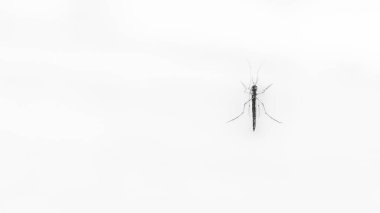 Siyah beyaz arka plan. Sivrisinek karnını cama yapıştırdı.