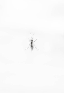 Beyaz arka planda camda siyah beyaz bir sivrisineğin portresi.
