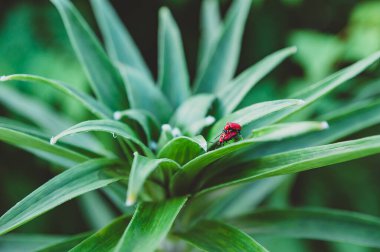 Bir bitkinin yaprağında çiftleşen kırmızı böcekler.
