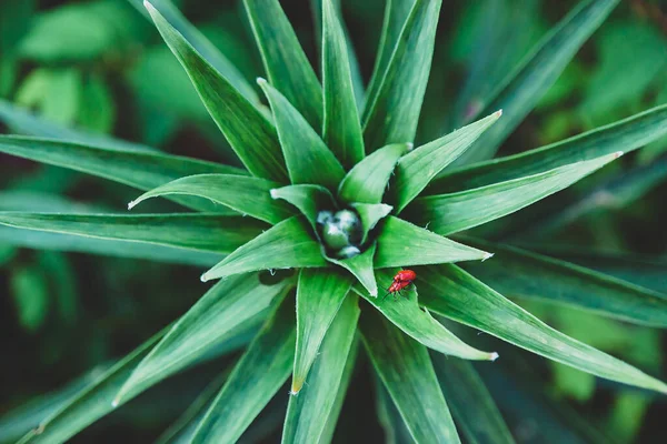 Aloe Vera Los Escarabajos Rojos Sientan Uno Encima Del Otro — Foto de Stock