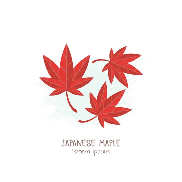 Εικονογράφηση διάνυσμα Ιαπωνικά σφενδάμου φύλλα — Διανυσματικό Αρχείο