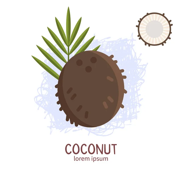 Свіжий і стиглий кокос Векторні ілюстрації . — стоковий вектор