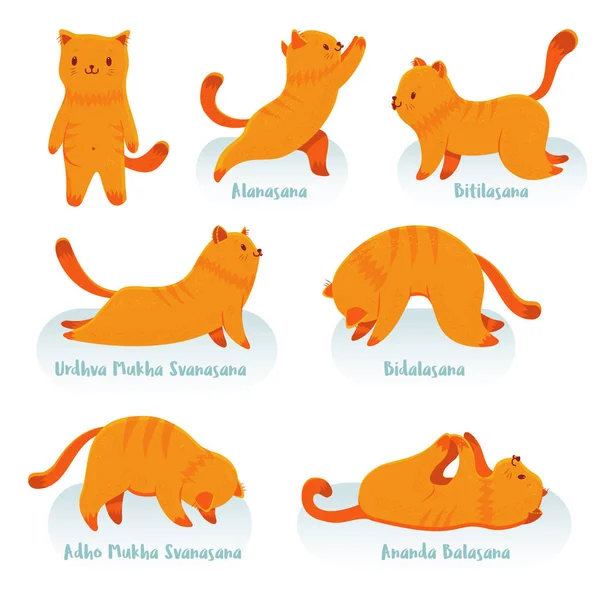 Karikatür kırmızı kedi pratik yoga 