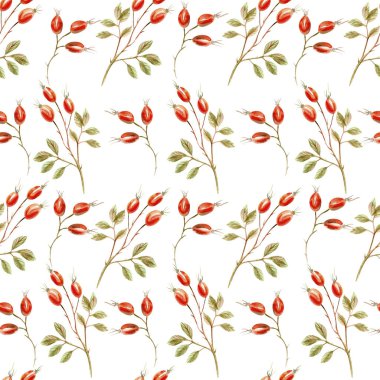 Sulu Boya Dikişsiz desen dogrose yaprakları ve meyveleri ile.