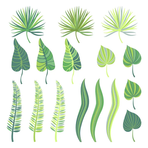 Vector collection of  tropical jungle leaves. — Stock Vector