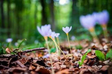 Menekşe Colchicum autumnale (Sonbahar crocus, çayır safran, çıplak kadın) yeşil bulanık orman arka plan ile. Sonbahar yaprakları yere.
