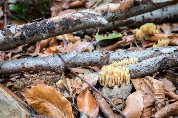 橙色蘑菇黄色 stagshorn (红景天) 周围腐烂的木材和秋天的叶子. — 图库照片