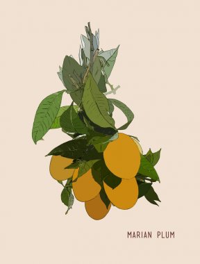 tatlı Marian Erik Tay meyve vektör.