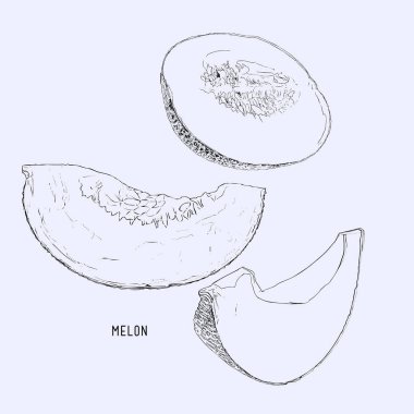 Kavun karpuz, meyve illüstrasyon vektör