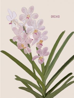 Pembe orkide vektör boyalı.