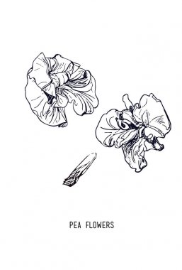 Kelebek bezelye çiçekler, çizgi resimler elle çizilmiş illüstrasyon kroki .