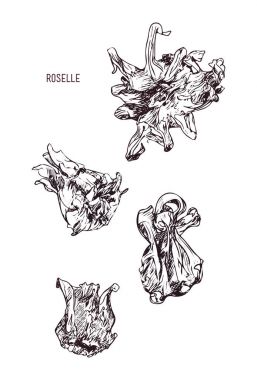 El çizimi kuru Roselle çiçek çekilmiş