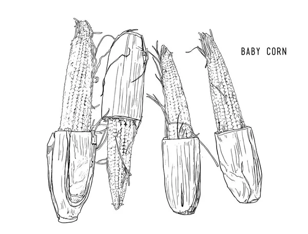 Baby maïs. hand getrokken schets lijn kunst vector. — Stockvector