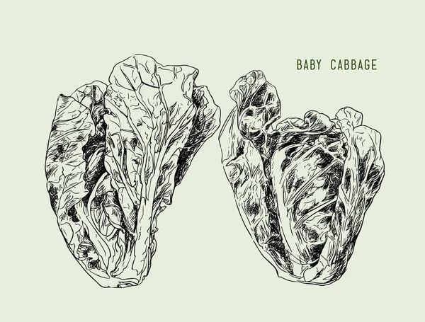 Bebé repollo. Vector de verduras extraídas a mano aisladas  . — Archivo Imágenes Vectoriales