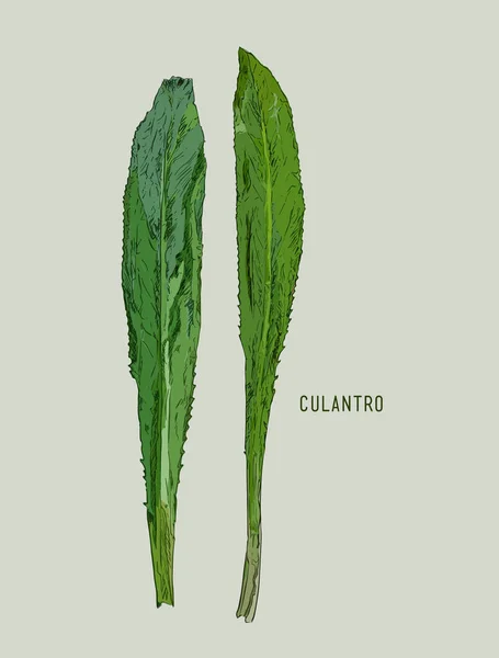 Culantro illustration vector — Διανυσματικό Αρχείο