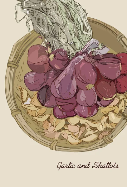 大蒜和葱，手绘插画 — 图库矢量图片