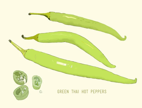 Verde caliente tailandés chiles vector . — Archivo Imágenes Vectoriales