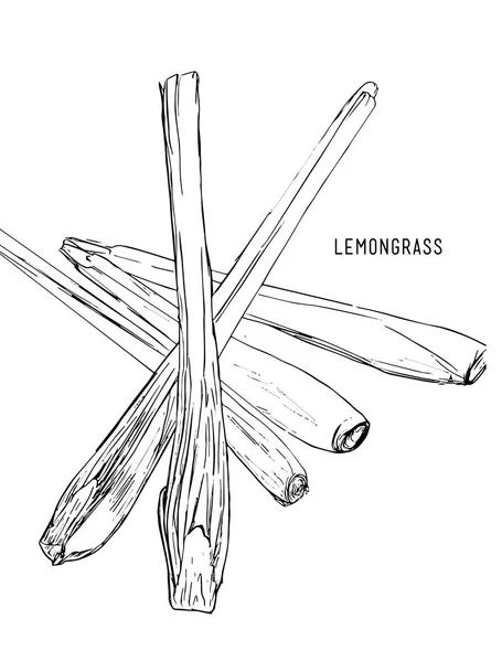 Castagne vettore illustrazione disegnato a mano schizzo linea arte . — Vettoriale Stock