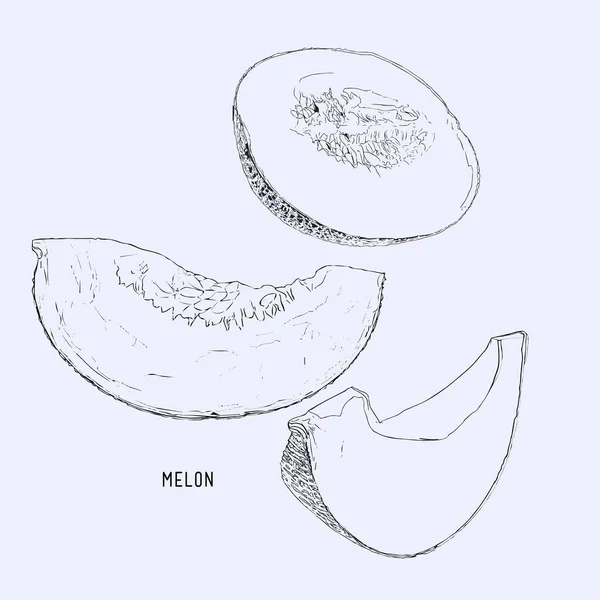 Melone di melone, illustrazione vettoriale di frutta — Vettoriale Stock