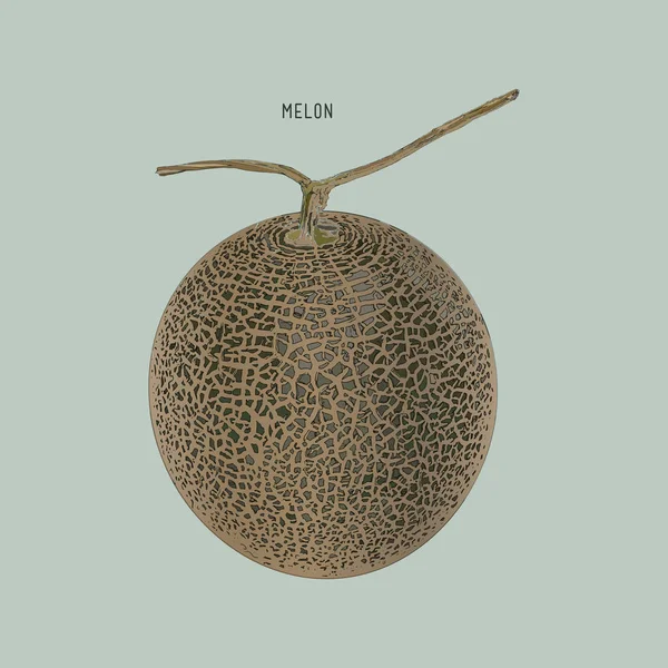 Cantaloupemelon, frukt vektor illustration — Stock vektor