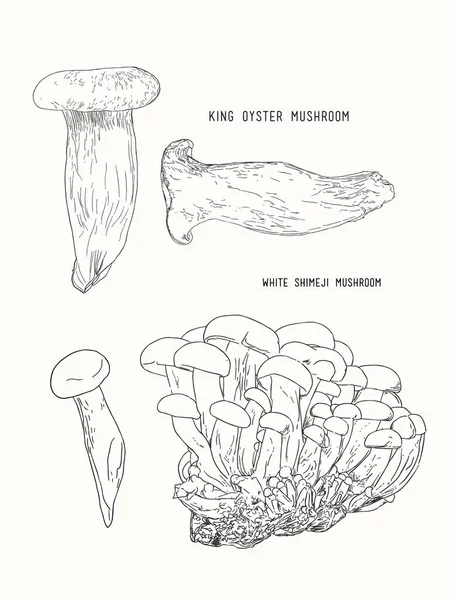 Vector illustratie sketch - paddestoelen. Shimeji, koning van de oester mu — Stockvector