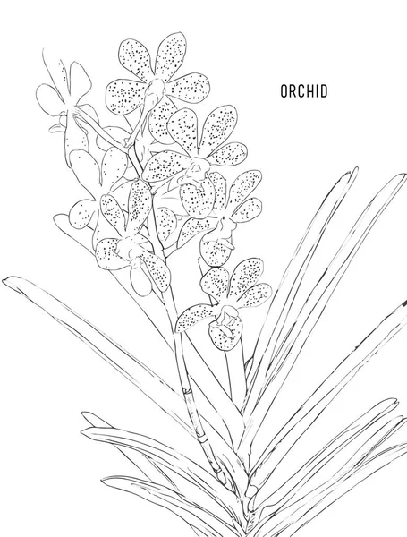 Festett rózsaszín orchidea vektor. — Stock Vector