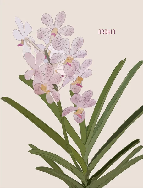 Roze orchideeën vector geschilderd. — Stockvector