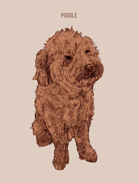 Poodle perro vector ilustración. Bosquejo de perro dibujado a mano . — Vector de stock