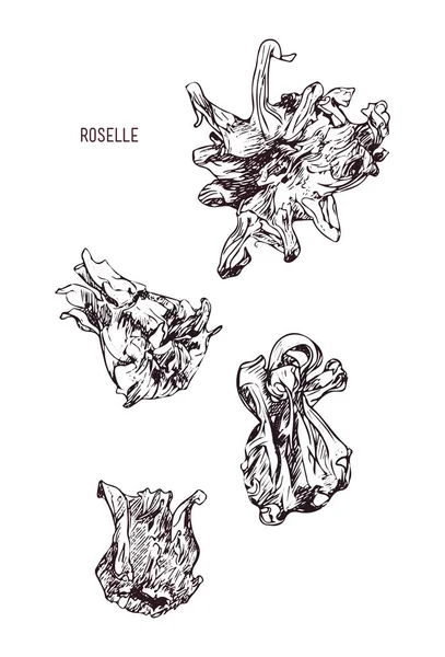 Hand getekend illustratie droge Roselle bloem — Stockvector