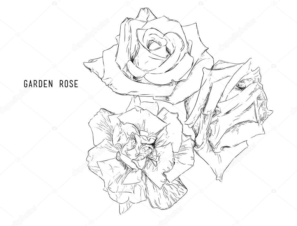 Vector illustration collection set of multicolored roses.