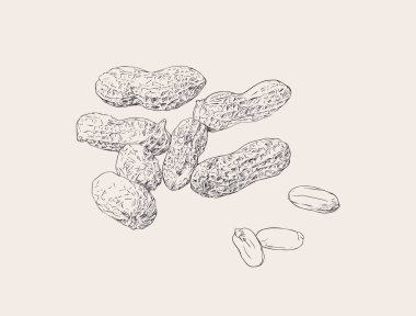 Fıstık fındık tohum vektör. 