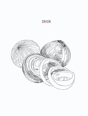 Soğan elle çizilmiş vektör kümesi. Tam, yüzük ve yarım kesme dilim. 