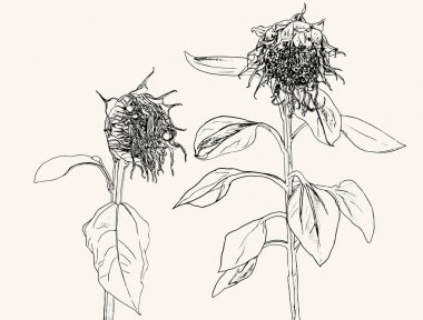 Ayçiçeği ölmek. Elle çizilmiş ayçiçeği ve yaprakları vektör kümesi , 