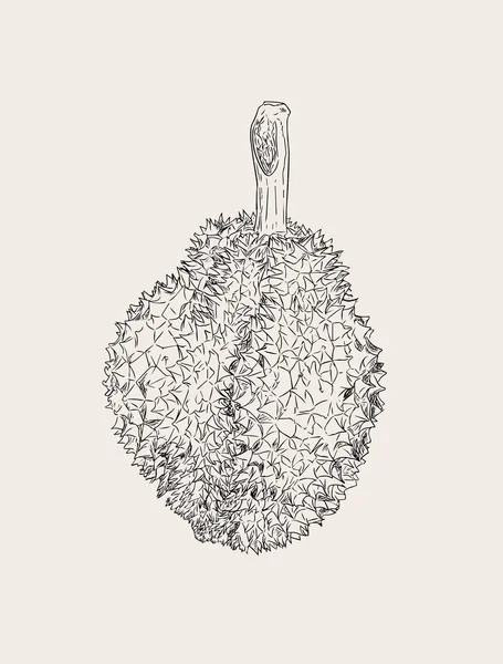 Durian, kung av frukt, skiss vektor. — Stock vektor